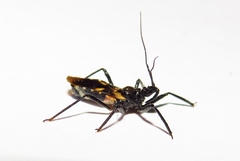 Catasphactes coprias