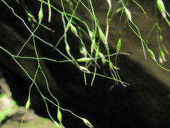 Oryzopsis virescens