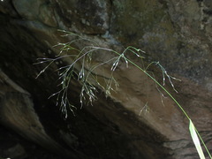 Oryzopsis virescens