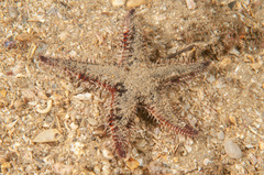 Astropecten polyacanthus