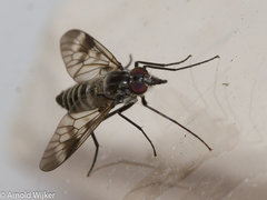 Ibisia marginata