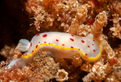 Goniobranchus hunterae