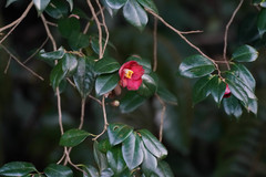 Camellia japonica