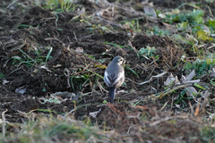 Motacilla alba lugens