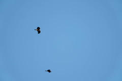 Milvus migrans lineatus