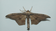 Hyposidra infixaria