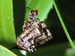 Polistes pacificus