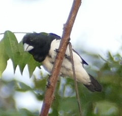Spermestes bicolor