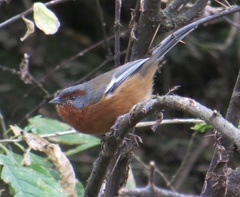 Microspingus erythrophrys