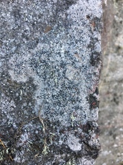 Lecanora argentea
