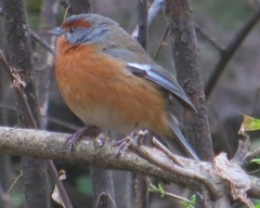 Microspingus erythrophrys