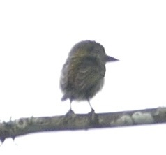 Pogoniulus scolopaceus