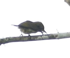 Pogoniulus scolopaceus