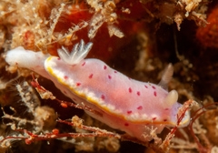 Goniobranchus woodwardae