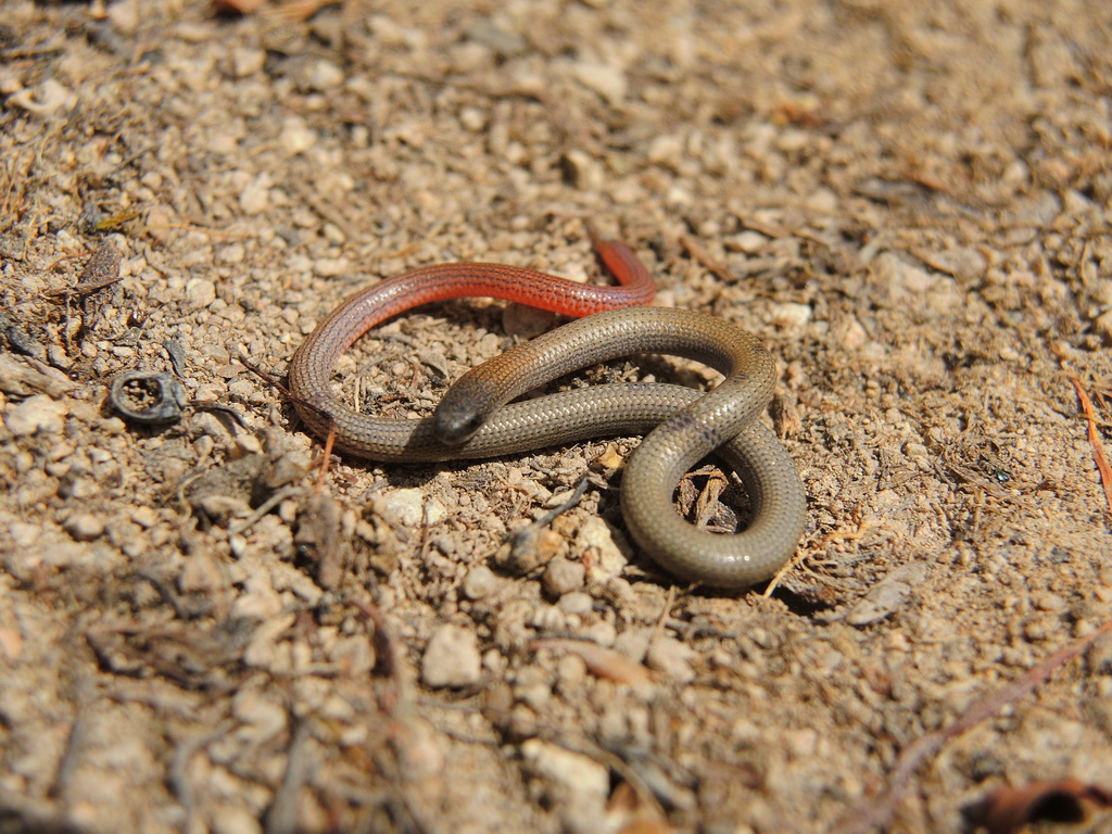 Pink-Tailed Worm Lizard