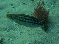 Symphodus bailloni