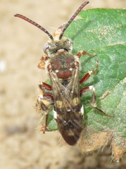 Nomada crotchii
