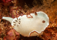 Glossodoris angasi