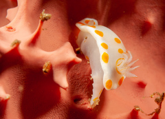 Goniobranchus tasmaniensis