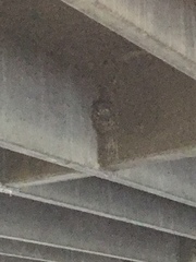 Petrochelidon pyrrhonota