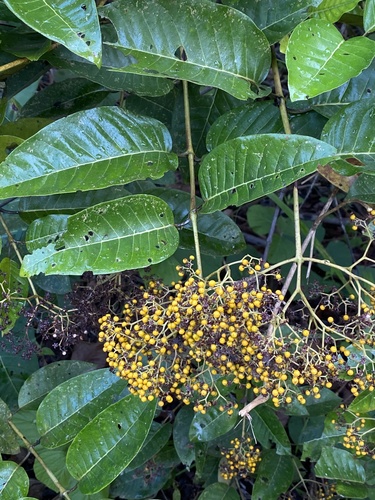 Mbura