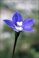 Wahlenbergia multicaulis