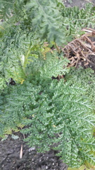 Tanacetum vulgare