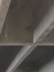 Petrochelidon pyrrhonota