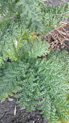 Tanacetum vulgare