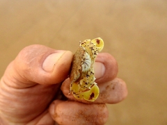 Matuta victor