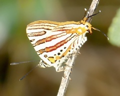 Cigaritis apelles
