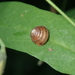 Toothless Hair Snail - Photo (c) David Renoult, some rights reserved (CC BY-NC), uploaded by David Renoult