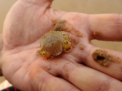 Matuta victor