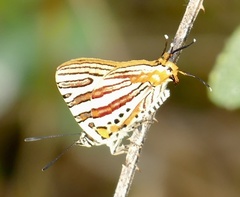 Cigaritis apelles