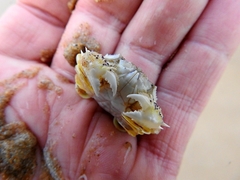 Matuta victor