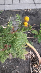 Tanacetum vulgare