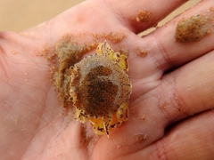 Matuta victor