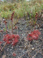 Drosera trinervia