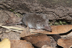 Suncus infinitesimus