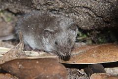 Suncus infinitesimus