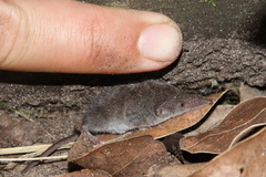 Suncus infinitesimus