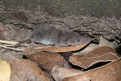 Suncus infinitesimus