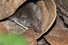 Suncus infinitesimus