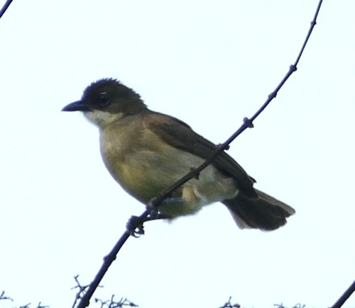 Simple Greenbul (Chlorocichla simplex), photo 5