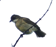 Chlorocichla simplex