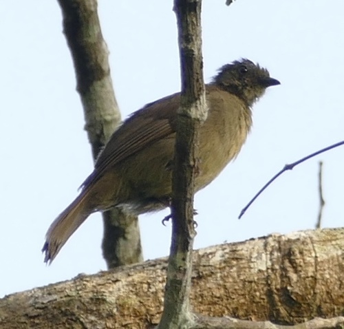Little Greenbul (Eurillas virens), photo 8