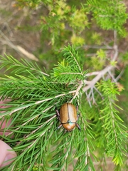 Anoplognathus suturalis