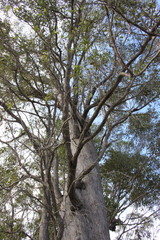 Eucalyptus latisinensis