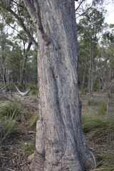 Eucalyptus latisinensis