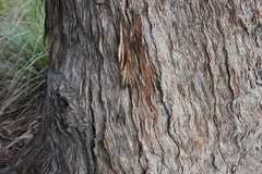 Eucalyptus latisinensis